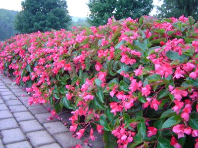 Smocza Begonia Dragon Wing różowa