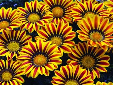 Gazania żółta w paski