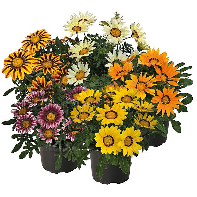 Gazania pakiet kolorów