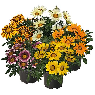 Gazania pakiet kolorów
