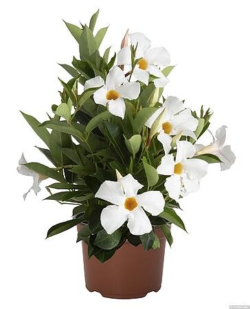 Dipladenia &#39;Flordenia White&#39; Mandevilla
