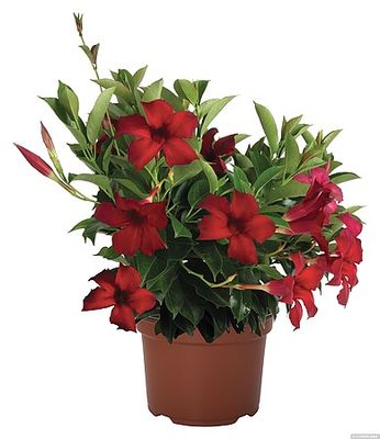 Dipladenia 'Flordenia Red Velvet' Mandevilla