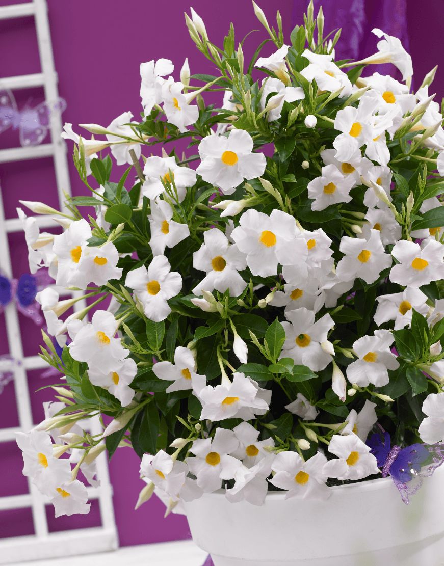 Sundaville® Dipladenia wielkokwiatowe białe &#39;Grand White&#39; Mandevilla