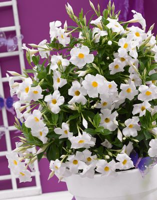 Sundaville® Dipladenia wielkokwiatowe białe &#39;Grand White&#39; Mandevilla