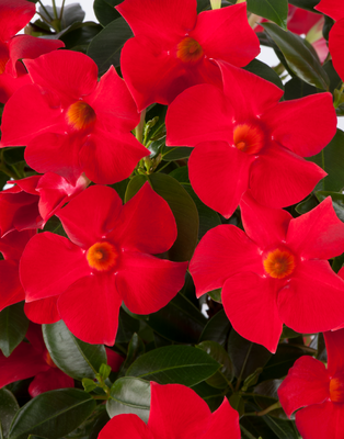 Sundaville® Dipladenia &#39;Fashion Red&#39; Mandevilla