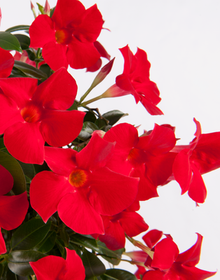 Sundaville® Dipladenia 'Fashion Red' Mandevilla