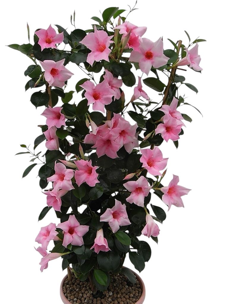 Sundaville® Dipladenia jasno różowe &#39;Cream Pink&#39; Mandevilla