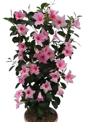 Sundaville® Dipladenia jasno różowe &#39;Cream Pink&#39; Mandevilla