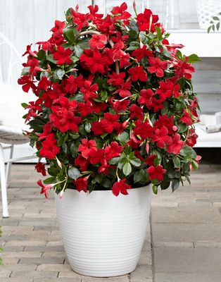 Sundaville® Dipladenia &#39;Beauty Vermillion&#39; Mandevilla