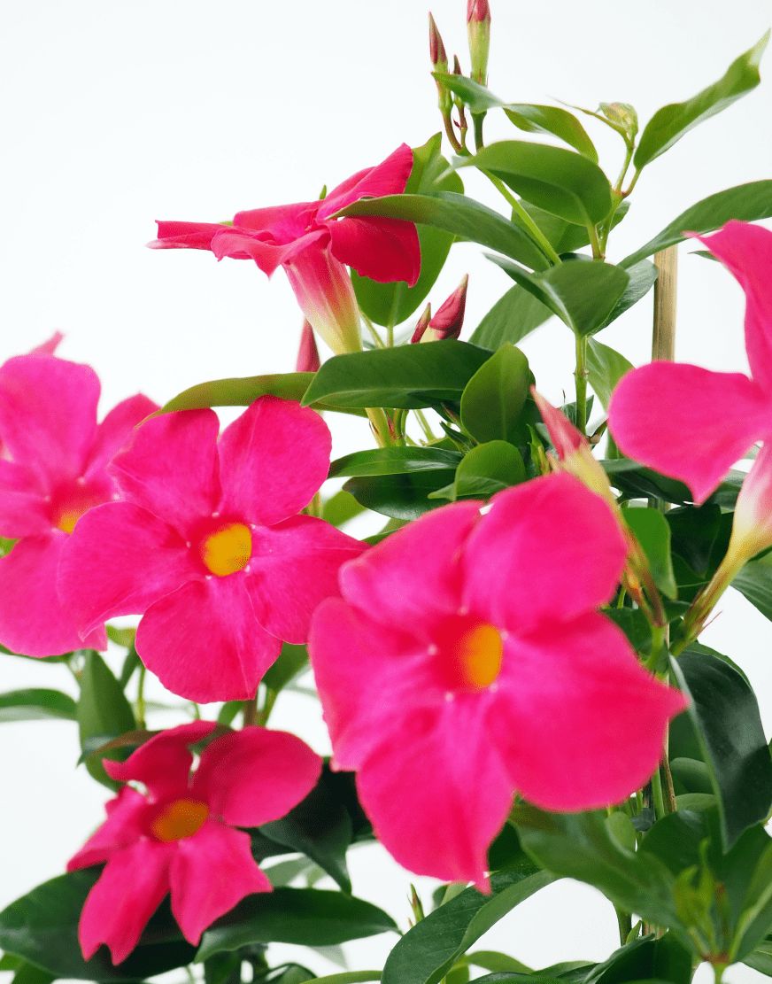 Sundaville® Dipladenia &#39;Fashion Pink&#39; Mandevilla