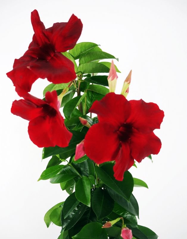 Sundaville® Dipladenia karminowe &#39;Carmine XXL&#39; Mandevilla