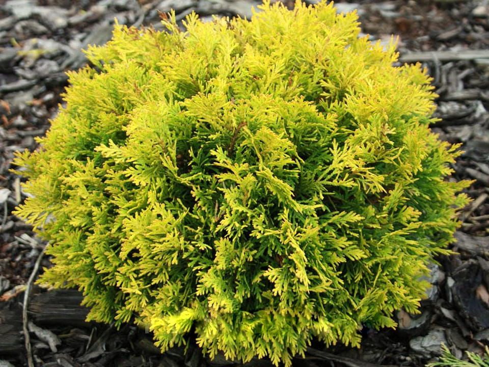 Tuja Żywotnik zachodni &#39;David&#39; Thuja occidentalis