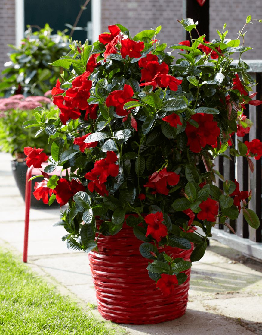 Sundaville® Dipladenia karminowe 'Cosmos Carmine Red' Mandevilla