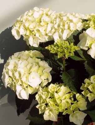 Hortensja ogrodowa &#39;Bianco&#39; Hydrangea macrophylla