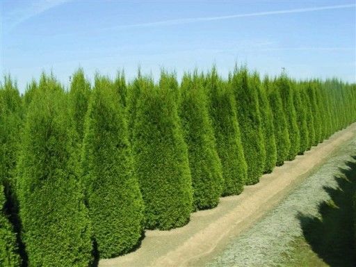 Tuja Żywotnik zachodni &#39;Smaragd&#39; Thuja occidentalis