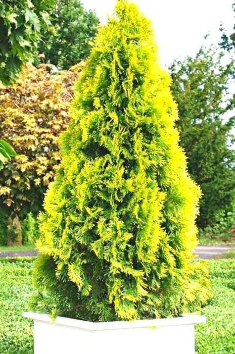 Tuja Żywotnik zachodni &#39;Golden Smaragd Janed Gold&#39; Thuja occidentalis