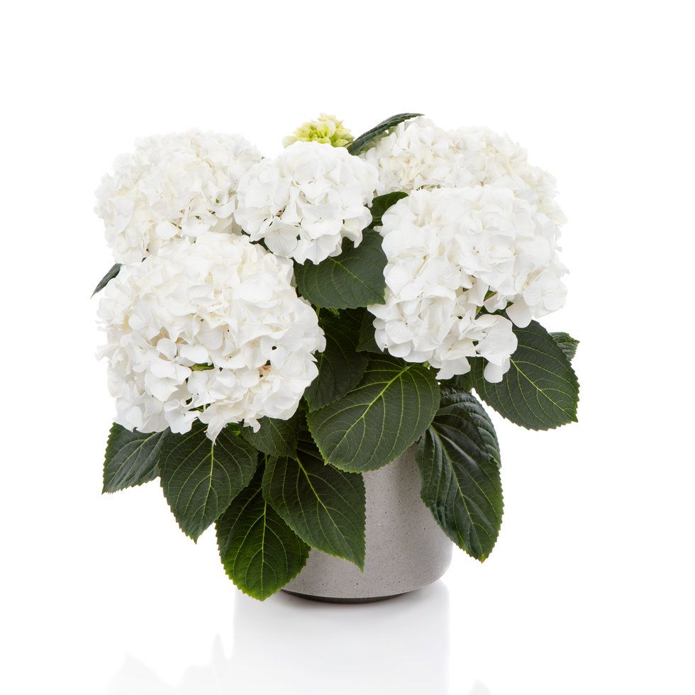 Hortensja ogrodowa &#39;Hi White Sun&#39; Hydrangea macrophylla