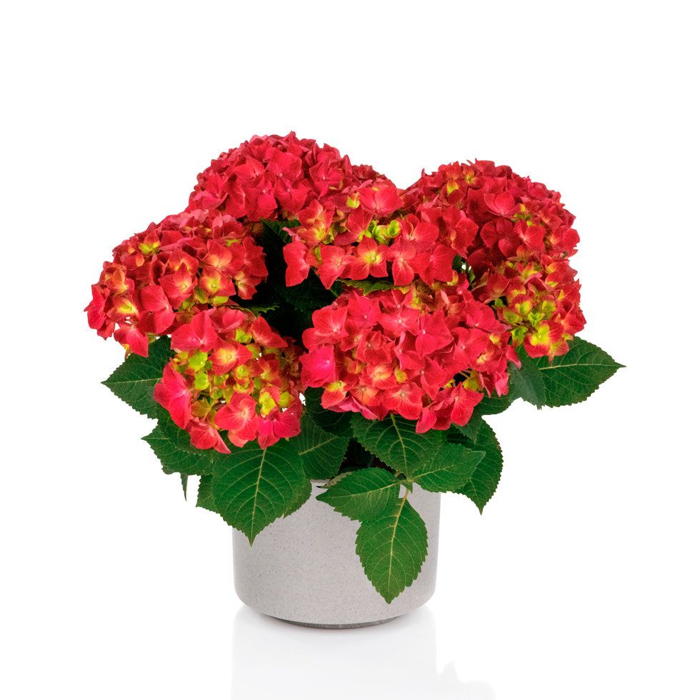 Hortensja ogrodowa &#39;Hi Tornado Red&#39; Hydrangea macrophylla