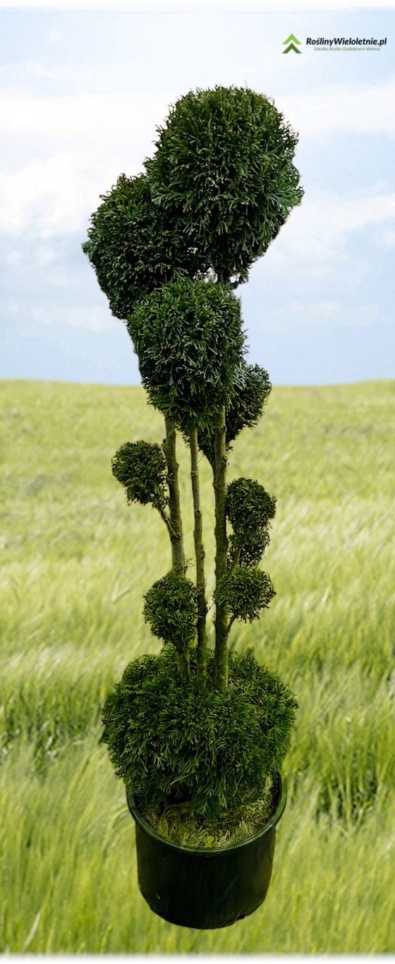 Tuja Żywotnik zachodni &#39;Pom pom&#39; Thuja occidentalis