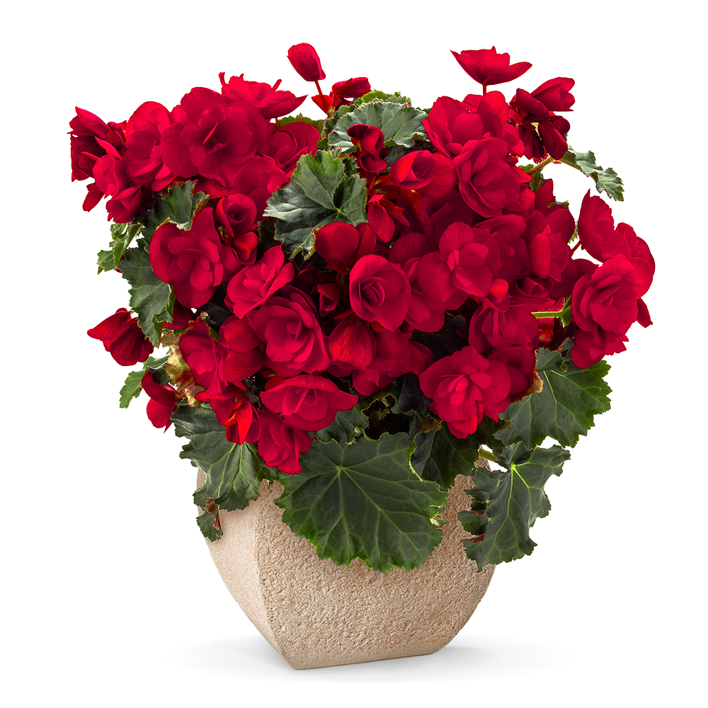 Begonia elatior &#39;Sunbrero® Red&#39;