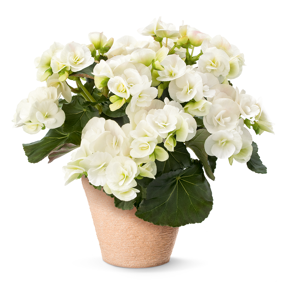 Begonia elatior &#39;Sunbrero® Clara&#39;
