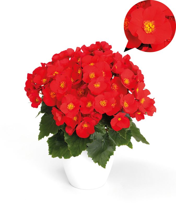 Begonia elatior 'Belove® Red'