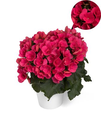 Begonia elatior 'Betulia® Bright Pink'