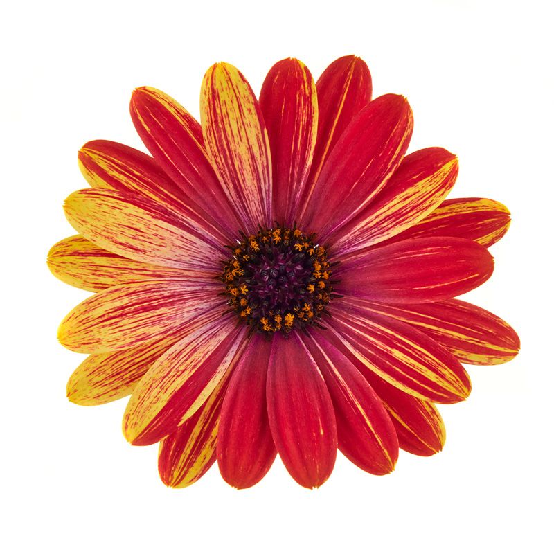 Stokrotka afrykańska &#39;Cape Daisy®&#39; Fajerwerki Osteospermum