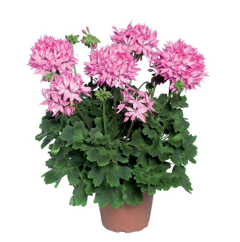 Pelargonia stojąca różowe fajerwerki Pelargonium zonale