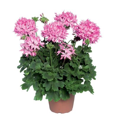 Pelargonia stojąca różowe fajerwerki Pelargonium zonale