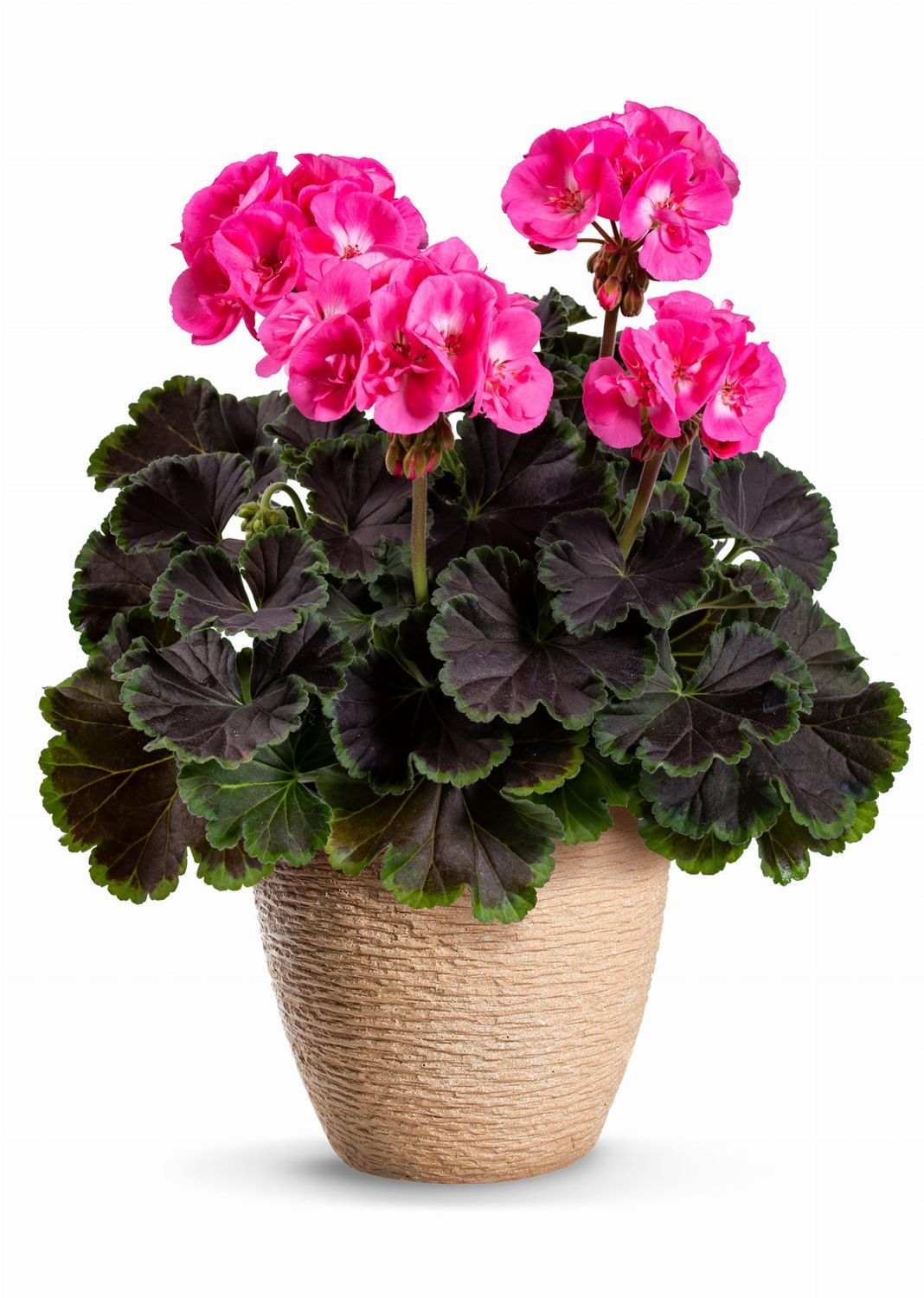 Pelargonia stojąca z ozdobnymi liśćmi &#39;Choco Pink&#39; Pelargonium zonale