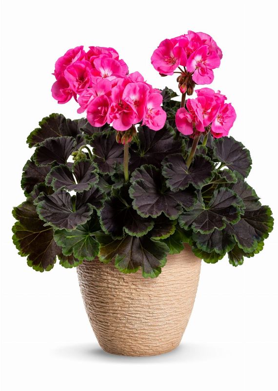 Pelargonia stojąca z ozdobnymi liśćmi 'Choco Pink' Pelargonium zonale