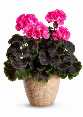 Pelargonia stojąca z ozdobnymi liśćmi 'Choco Pink' Pelargonium zonale