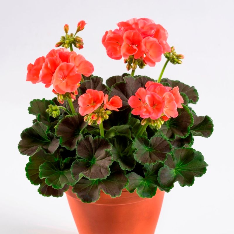 Pelargonia stojąca z ozdobnymi liśćmi &#39;Choco Apricot&#39; Pelargonium zonale