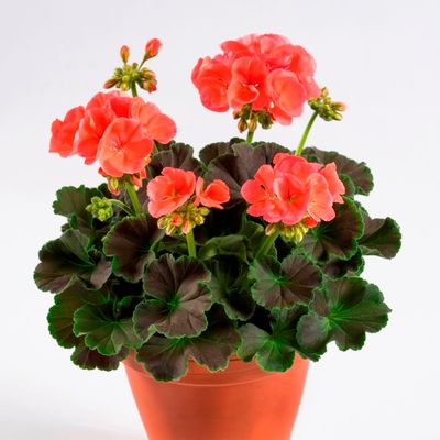 Pelargonia stojąca z ozdobnymi liśćmi 'Choco Apricot' Pelargonium zonale