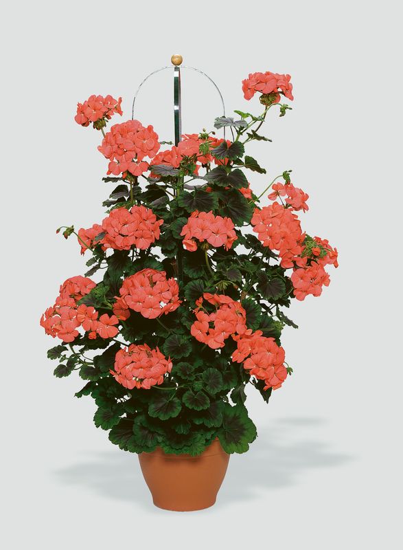 Pelargonia olbrzymia pnąca pomarańczowa Pelargonium zonale