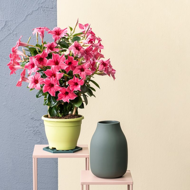 Sundaville® Dipladenia 'Flamingo Pink' Mandevilla