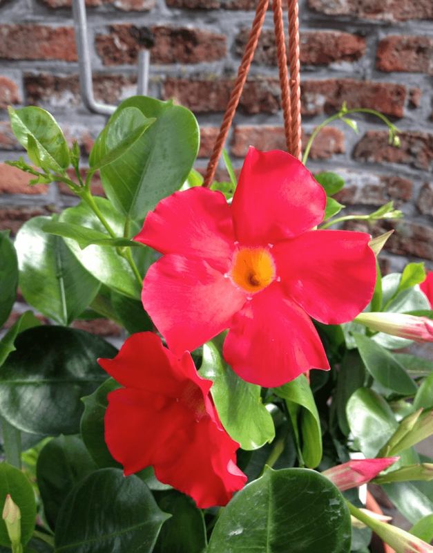 Sundaville® Dipladenia 'Early Scarlet' Mandevilla