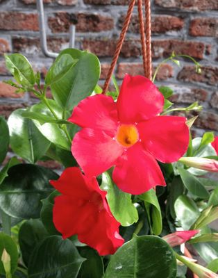 Sundaville® Dipladenia 'Early Scarlet' Mandevilla
