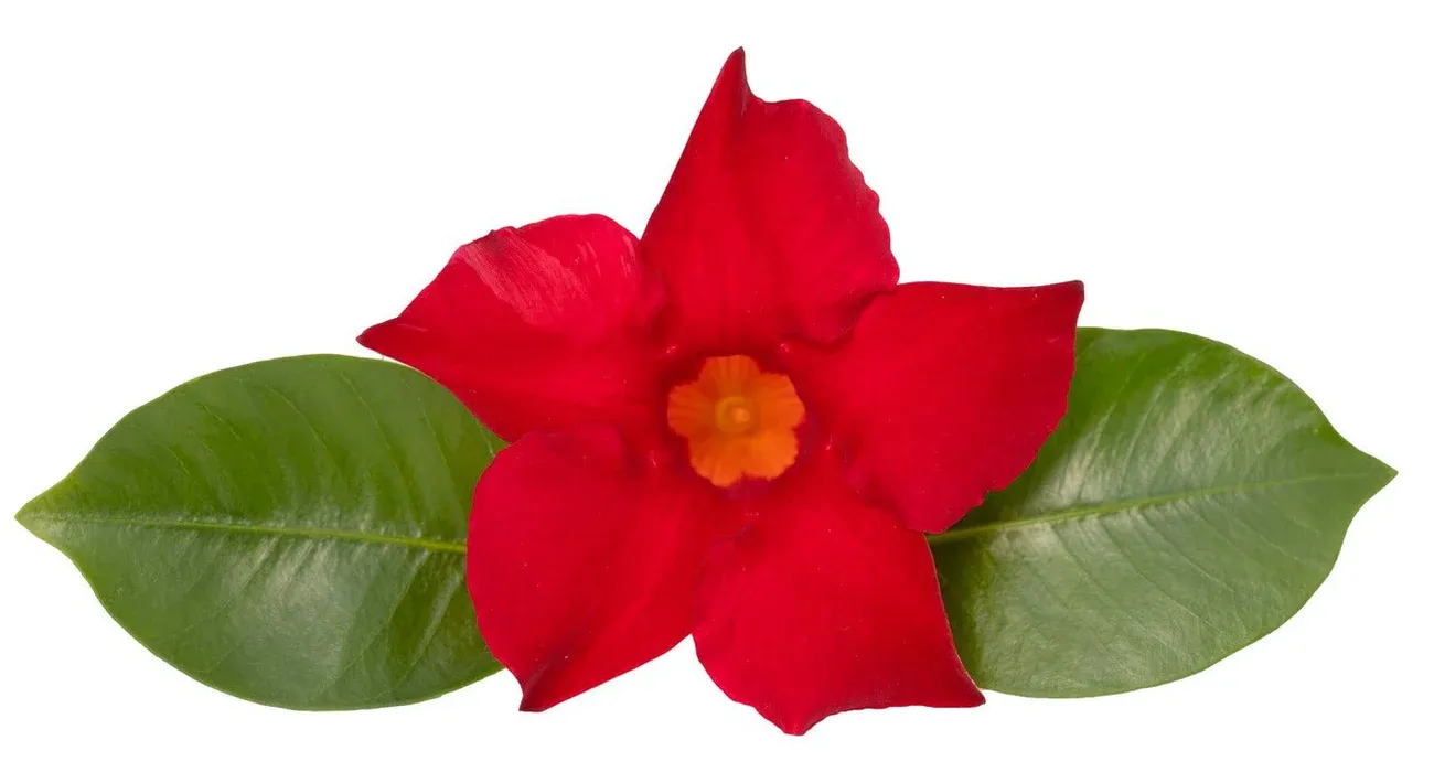 Dipladenia &#39;Brasileira Brilliant Red&#39; Mandevilla