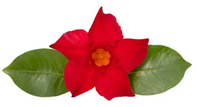 Dipladenia 'Brasileira Brilliant Red' Mandevilla