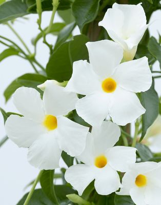 Dipladenia 'Sundaville®' białe Mandevilla