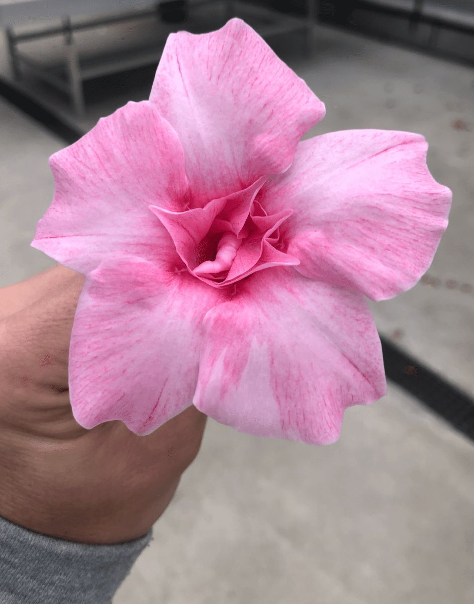 Sundaville® Dipladenia &#39;Double Blush Pink&#39; Mandevilla