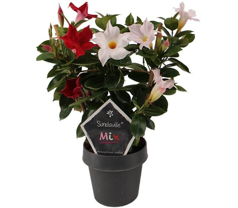 Sundaville® Dipladenia biało- czerwone Mandevilla