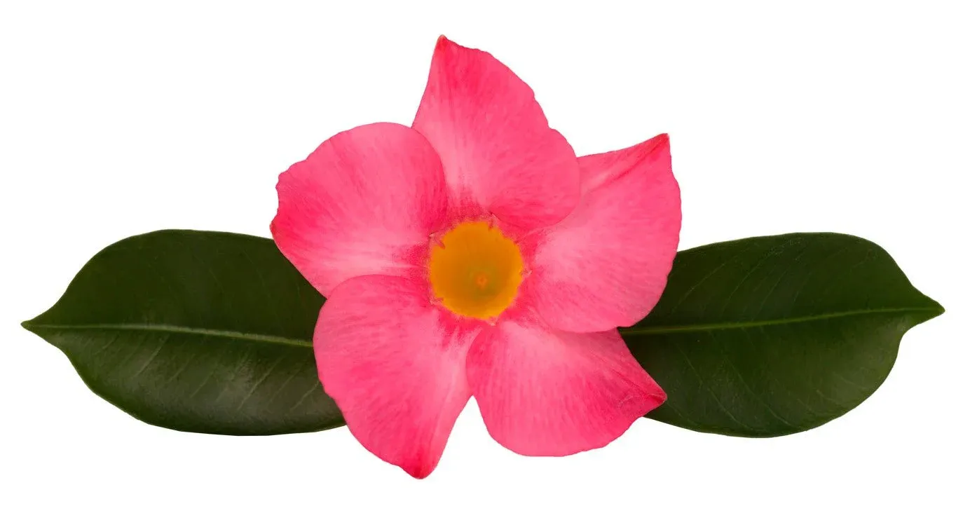 Dipladenia &#39;Brasileira Dark Pink&#39; Mandevilla