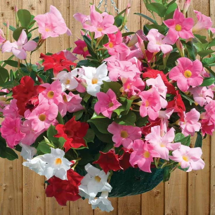 Dipladenia kolorowa &#39;Brasileira&#39; Mandevilla