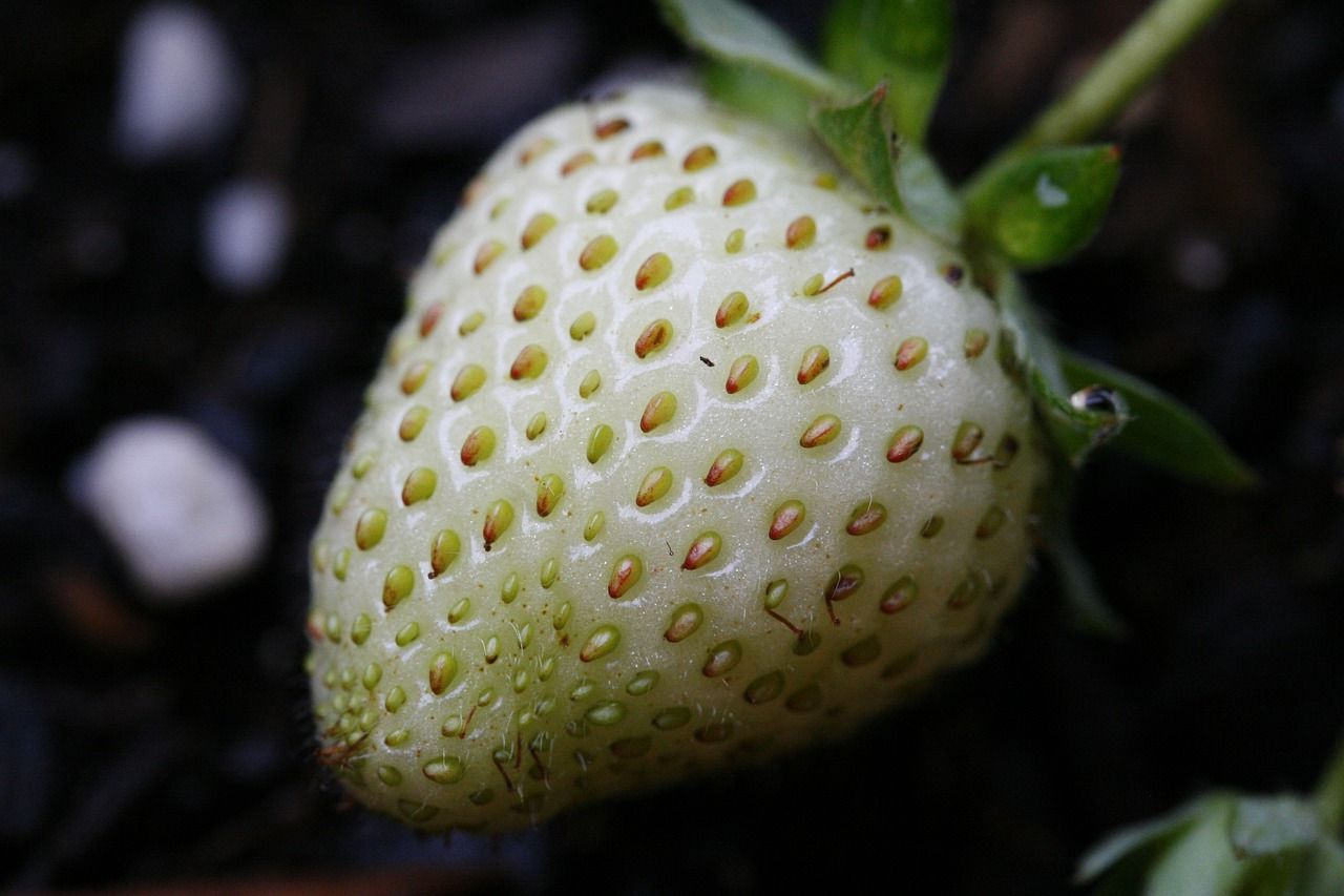 Truskawka &#39;Pinaberry&#39; Fragaria ananassa