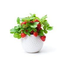 Truskawka &#39;Polka&#39; Fragaria ananassa