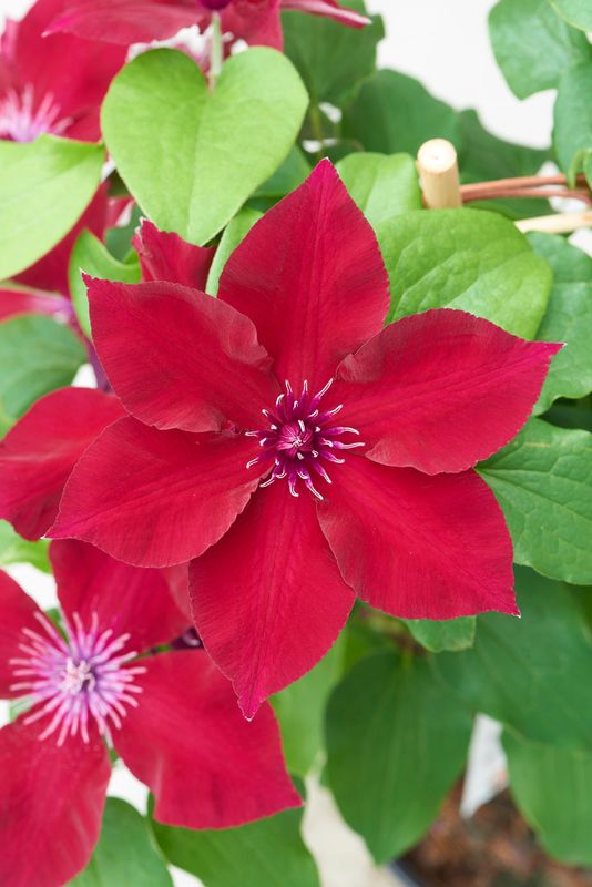 Powojnik 'Boulevard® Nubia™' Clematis