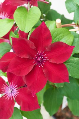 Powojnik &#39;Boulevard® Nubia™&#39; Clematis